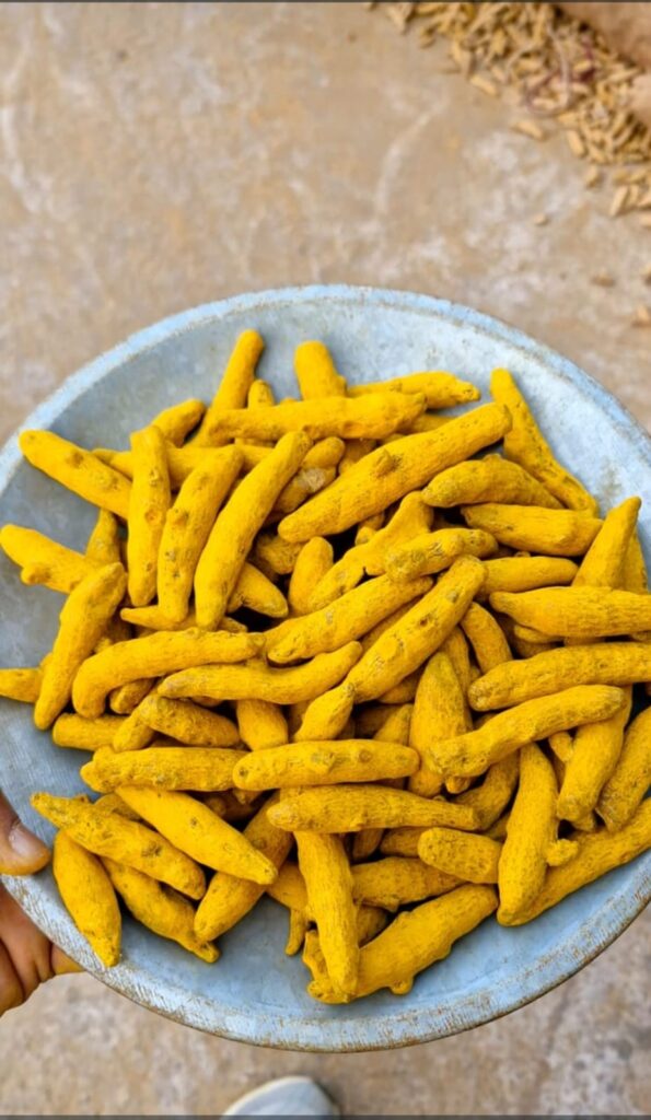 Sangli haldi